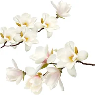 Naklejki na ścianę - Naklejki na ścianę meble białe kwiaty krzew Biała magnolia naklejka, 50x25 cm - miniaturka - grafika 1
