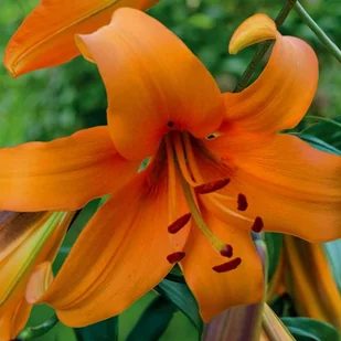 Lilia drzewiasta Orange Space 1 szt. cebule cebulki lilii lilie - Nasiona i cebule - miniaturka - grafika 1