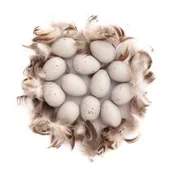 Podręczniki dla szkół podstawowych - Jajka przepiórcze i piórka - miniaturka - grafika 1