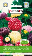 Nasiona i cebule - Plantico Aster chiński peoniowy mix - miniaturka - grafika 1