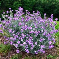 Nasiona i cebule - Pszonak Erysimum Super Bowl Mauve 1 szt. doniczka P9 - miniaturka - grafika 1