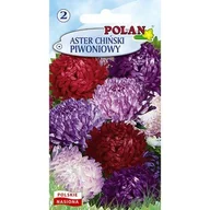 Nasiona i cebule - Aster Chiński Piwoniowy - Mieszanka Polan - miniaturka - grafika 1