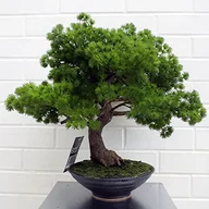 Sztuczne drzewka - Leaf LEAF-7518 50 cm sztuczna sosna drzewko bonsai - miniaturka - grafika 1