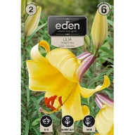 Nasiona i cebule - Lilia trąbkowa Golden Splendour 2 sztuki Eden - miniaturka - grafika 1