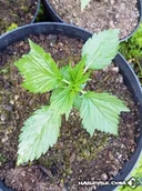 Akcesoria medycyny naturalnej - CBD Remedium Nasiona Konopi Duck Foot Auto (niefem.) - miniaturka - grafika 1