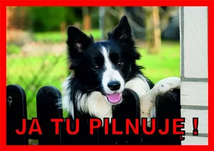 Tabliczka JA TU PILNUJĘ! Laminowana Border Collie - Odblaski i adresówki - miniaturka - grafika 1