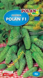 Ogórek Gruntowy Polan Nasiona 5g Polan - Nasiona i cebule - miniaturka - grafika 1
