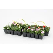 Kwiaty doniczkowe - Niecierpek wys. 10 cm don. 5 cm - miniaturka - grafika 1