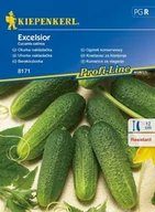 Nasiona i cebule - Kiepenkerl Ogórek konserwowy Excelsior F1 Cucumis sativus 102349 - miniaturka - grafika 1
