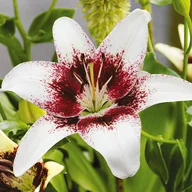 Nasiona i cebule - Lilia Azjatycka Tribal Kiss 1szt sztcebulki lilii - miniaturka - grafika 1