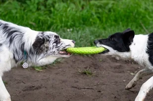 KIWI WALKER Let's Play! Maxi Frisbee dla psa - pomarańczowa - Zabawki dla psów - miniaturka - grafika 7