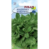 Nasiona i cebule - Roszponka Polan - miniaturka - grafika 1