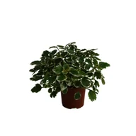 Kwiaty doniczkowe - Komarzyca - miniaturka - grafika 1