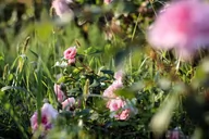 Plakaty - Plakat, Pudrowe Róże, 91,5x61 cm - miniaturka - grafika 1