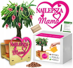 Zestaw do Uprawy PITAJA SMOCZY OWOC Dzień Matki - Nasiona i cebule - miniaturka - grafika 1