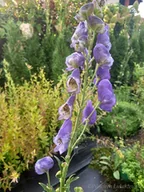 Nasiona i cebule - Tojad mocny bylina do cienistego i wilgotnego ogrodu - miniaturka - grafika 1