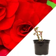 Nasiona i cebule - Begonia pełna czerwona doniczka fi14 cm 1 szt. - miniaturka - grafika 1