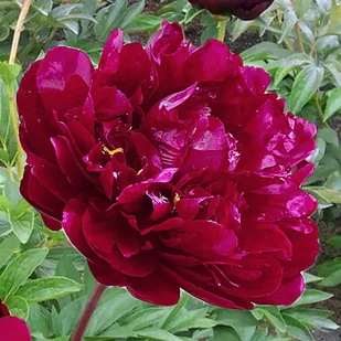 Paeonia Piwonia chińska Dębówka 1 szt. - Nasiona i cebule - miniaturka - grafika 1