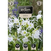 Nasiona i cebule - Ismena biała 2 sztuki Eden - miniaturka - grafika 1