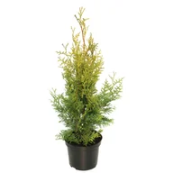 Kwiaty doniczkowe - Thuja Brabant don. 3 l - miniaturka - grafika 1
