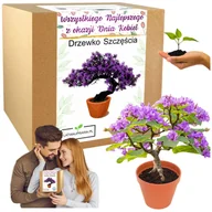 Nasiona i cebule - Prezent na Dzień Kobiet drzewko szczęścia bonsai kwiatek dla dziewczyny - miniaturka - grafika 1