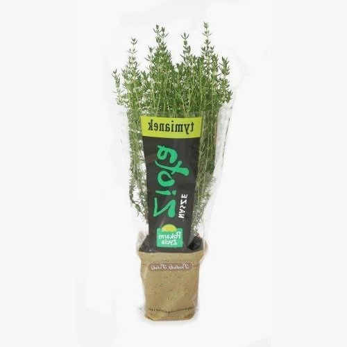 Tymianek w dużej doniczce