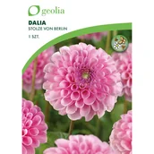 Nasiona i cebule - Dalia Stolze von Berlin 1 szt. cebulki kwiatów Geolia - miniaturka - grafika 1