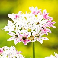 Nasiona i cebule - Allium Czosnek Ozdobny Cameleon 5 szt cebulki - miniaturka - grafika 1