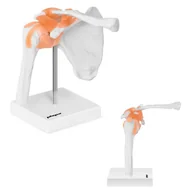 Pomoce naukowe - Physa Staw barkowy - model anatomiczny PHY-SJ-1 - miniaturka - grafika 1