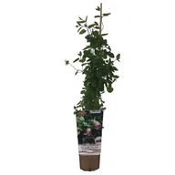 Kwiaty doniczkowe - Leki nie z Apteki C1 mix - miniaturka - grafika 1