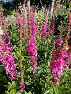 Krwawnica pospolita - Lythrum salicaria - Nasiona i cebule - miniaturka - grafika 1