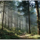 Fototapety - FOTOTAPETA LAS 3D DRZEWA NATURA KRAJOBRAZ NA ŚCIANĘ SYPIALNIA SALON 400x280 - miniaturka - grafika 1