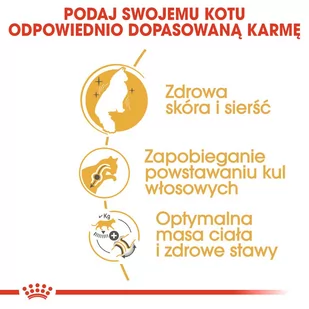 ROYAL CANIN Norvegian Forest Cat Adult 2kg + niespodzianka dla kota GRATIS! - Sucha karma dla kotów - miniaturka - grafika 4