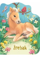 Pedagogika i dydaktyka - Źrebak - miniaturka - grafika 1