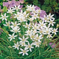 Nasiona i cebule - Ornithogalum Umbellatum Śniadek Baldaszkowaty 10 szt - miniaturka - grafika 1
