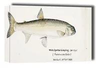 Obrazy i zdjęcia na płótnie - Antique fish White Spotted Greyling, F. E. Clarke - obraz na płótnie Wymiar do wyboru: 40x30 cm - miniaturka - grafika 1