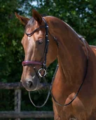 Ogłowia - Ogłowie anatomiczne CHIANTI - QHP - black/burgundy - miniaturka - grafika 1