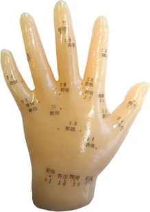 Model do akupunktury i akupresury - ręka - rozmieszczenie punktów akupunkturowych na dłoni (D-027H) - Meble i wyposażenie gabinetów medycznych - miniaturka - grafika 1