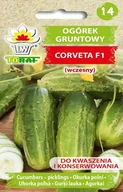 Nasiona i cebule - Ogórek Corveta F1 wczesny ciemnozielony nasiona warzyw - miniaturka - grafika 1