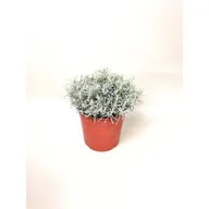 Kwiaty doniczkowe - Kocanka włoska - miniaturka - grafika 1