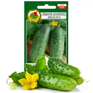 OGÓREK GRUNTOWY DELICIUS PLENNY NASIONA BEZ GMO 5g - Nasiona i cebule - miniaturka - grafika 1