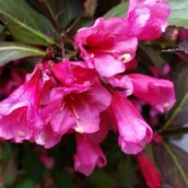 Kwiaty doniczkowe - Krzewuszka cudowna 'Alexandra' (Weigela florida) Doniczka 2.0L - miniaturka - grafika 1
