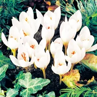 Nasiona i cebule - Krokus Jesienny Ochroleucus 5 szt Krokusy cebulki krokusów - miniaturka - grafika 1