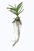 Kwiaty doniczkowe i cięte - Storczyk orchidea Vanda bez doniczki - miniaturka - grafika 1