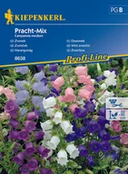 Nasiona i cebule - Dzwonek Pracht-Mix - miniaturka - grafika 1