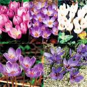 Nasiona i cebule - Krokus Jesienny Mix 50 szt cebulki krokusy - miniaturka - grafika 1