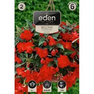 Nasiona i cebule - Begonia bulwiasta kaskadowa czerwona 2 sztuki Eden - miniaturka - grafika 1