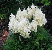 Nasiona i cebule - Tawułka japońska Białe Puszyste Kwiatostany Astilbe Sadzonka P11 - miniaturka - grafika 1