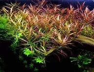 Dekoracje do akwarium - Ludwigia Arcuata In Vitro Kubek 5cm Piękna - miniaturka - grafika 1