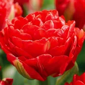 Nasiona i cebule - Tulipan pełny polski Pamplona 5 szt. 8/9 cebulki tulipanów cebule - miniaturka - grafika 1